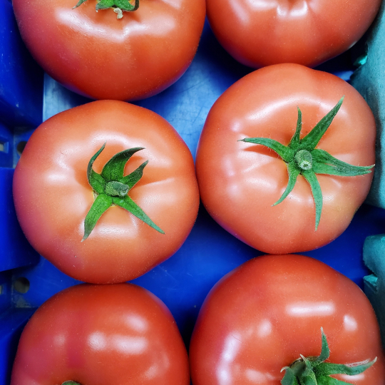 Les tomates beef roses biologiques des Jardins de Saint-Félicien sont une variété patrimoniale