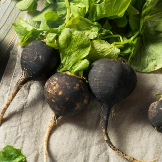 Le radis noir biologique, un radis qui fait péter: Garantie par Les Jardins de Sophie de St-Fulgence