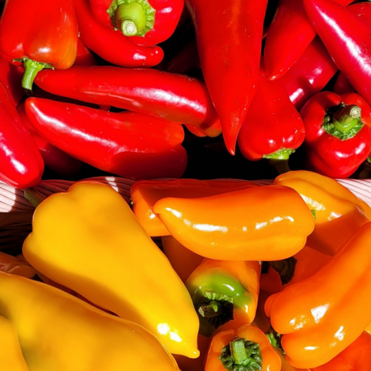 Les Jardins de Saint-Félicien plantent des plans de poivrons coniques rouges biologiques  chaque année