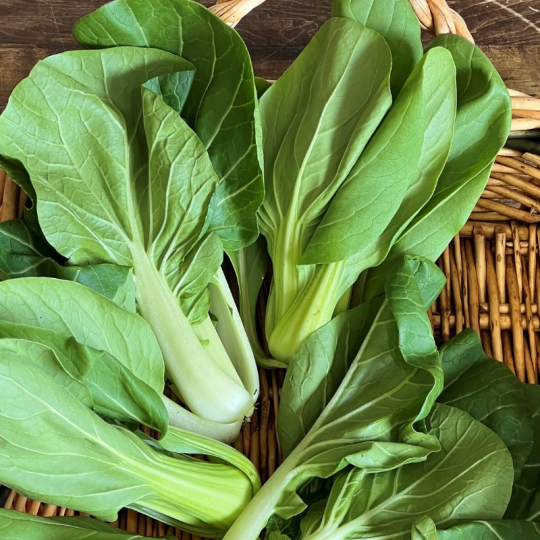 Le bok choy est un légume asiatique nouvellement cultivé au Québec, il est parfait pour les soupes  et les sautés asiatiques.