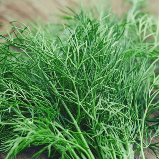 L'aneth bio des Jardins de Sophie est un régal en mayonnaise