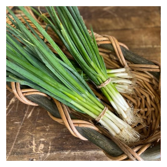 Les Jardins de Sophie de St-Fulgence cultivent beaucoup d'oignons verts biologiques parce qu'ils les cuisinent dans leur restaurant!