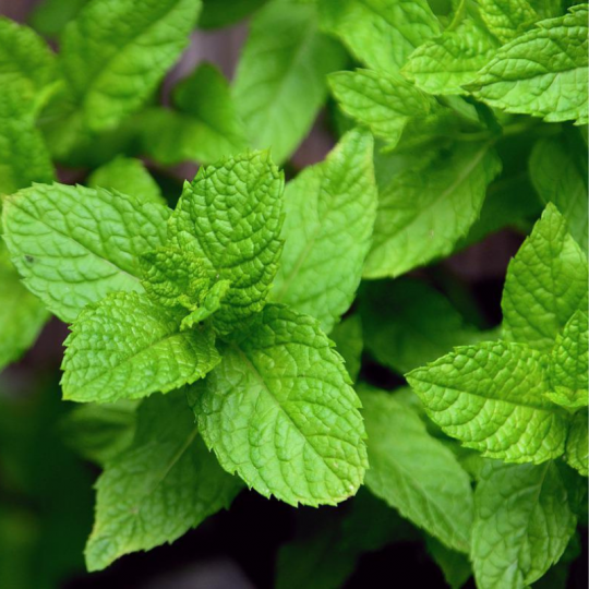 Merci la terre de Métabetchouan produit de la menthe biologique prête à être déshydratée: parfait pour les tisanes