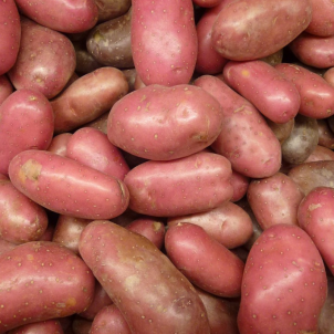 Pommes de terre rouges