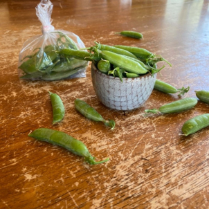 Oh! Oh! Plateforme BioAlimentaire Boréale Solidar font enfin pousser des pois mange-tout biologiques!