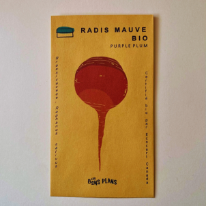 Les semences de Radis mauve biologiques - Purple Plum de la ferme les Bons Plans donnent des radis parfaitement piquants