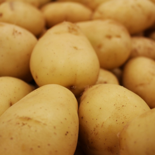Pommes de terre jaunes
