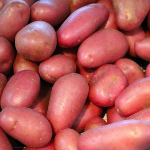 Pommes de terre GRELOTS rouges