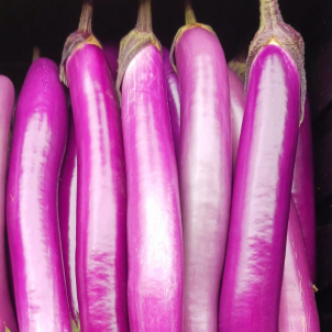 Les aubergines asiatiques biologiques de la Ferme A Contre Vent ont un goût unique et se cuisinent très facilement à cause de leur forme allongée