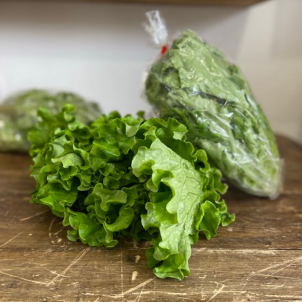 Une bonne laitue frisée verte biologique? C'est aux Jardins de Sophie de St-Fulgence que ca se passe!