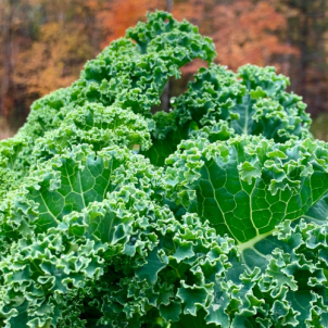 Les Jardins de Sophie de St-Fulgence récolte leurs kales biologiques tout au long de l'été