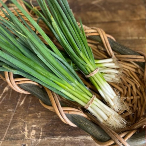 Les Jardins de Sophie de St-Fulgence cultivent beaucoup d'oignons verts biologiques parce qu'ils les cuisinent dans leur restaurant!