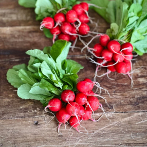 La Plateforme BioAlimentaire Boréale Solidar de Saguenay produit aussi de délicieux radis rouges biologiques
