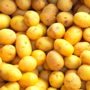 Pommes de terre GRELOTS jaunes