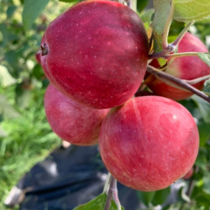 Pommes September Ruby